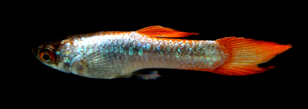  Archived Auction # fwguppies1454907064 - PEARL FLAME TAIL  ENDLERS / SHIPPING INCLUDED - Ended: Sun Feb 7 22:51:04 2016