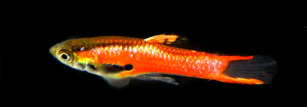 TRIO of RED CHILI ENDLERS
