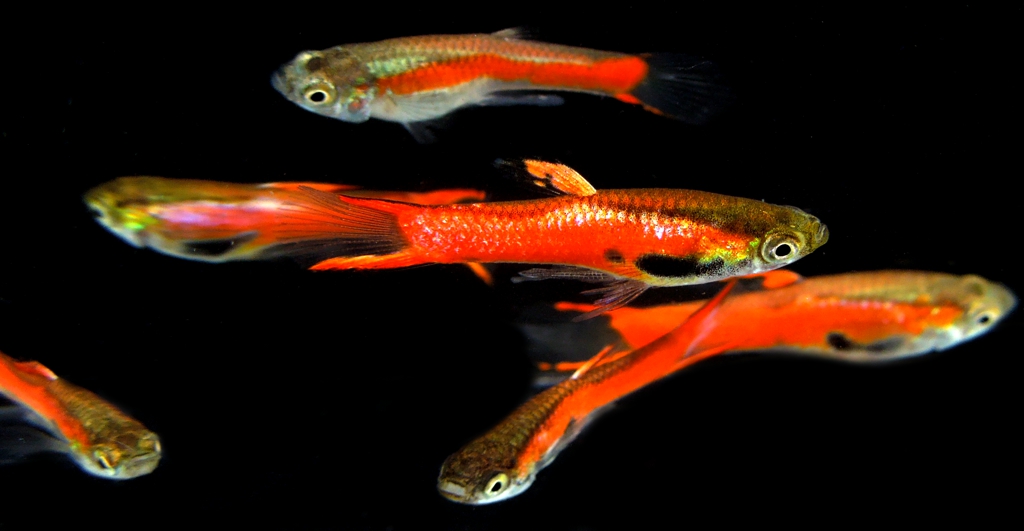 PAIR of RED CHILI ENDLERS