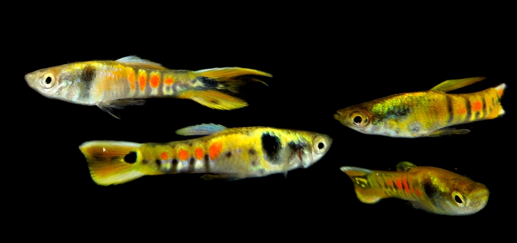 3 PAIR RED CHESTED ENDLERS