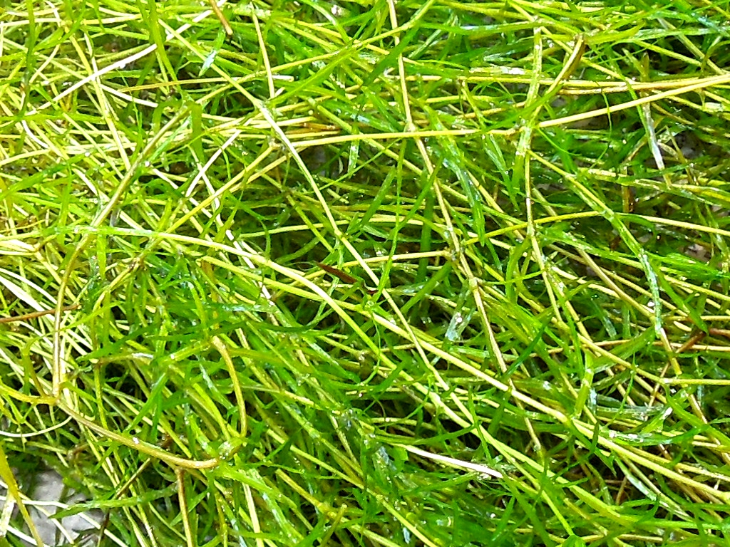Close up image of Naja Grass