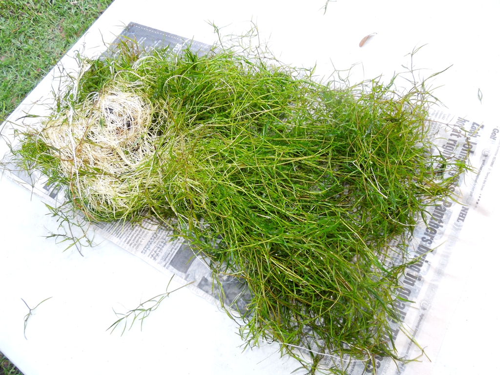 Image of Naja Grass portion size image