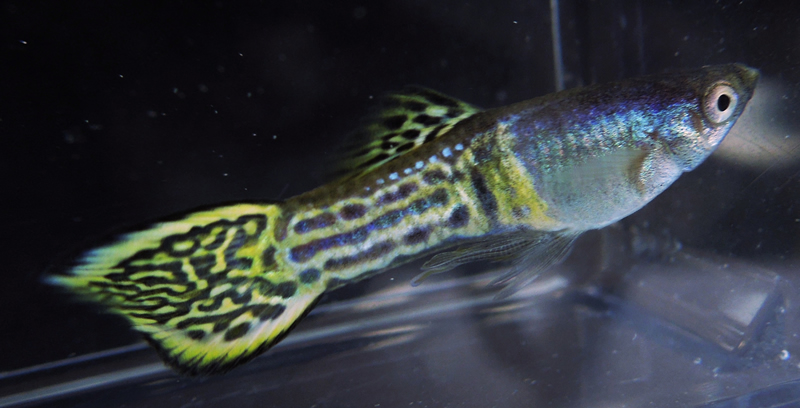 COBRA METALHEAD ROUNDTAIL Guppies with FREE SHIPPING