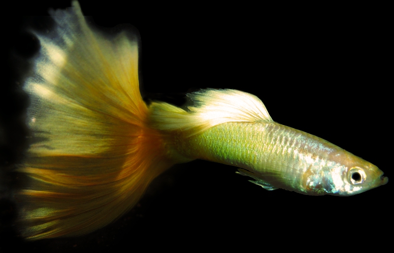 Yellow Cobra Guppies with FREE SHIPPING