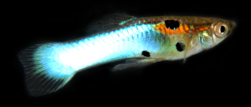1 PAIR K CLASS JAPANESE NEON BLUE ENDLERS with FREE SHIPPING