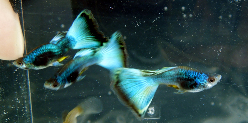 1 YOUNG PAIR Champion Purple Peacock Guppies + 3 FRY with FREE SHIPPING