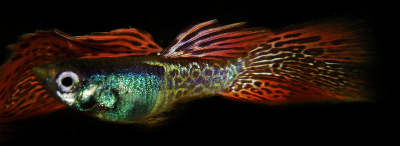 RED COBRA METALHEAD DELTA TAIL Guppies with FREE SHIPPING