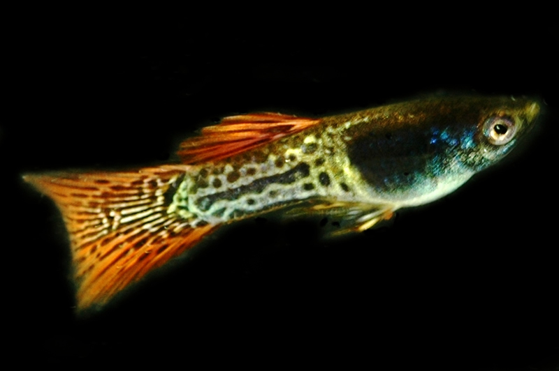 RED COBRA METALHEAD DELTA TAIL Guppies with FREE SHIPPING