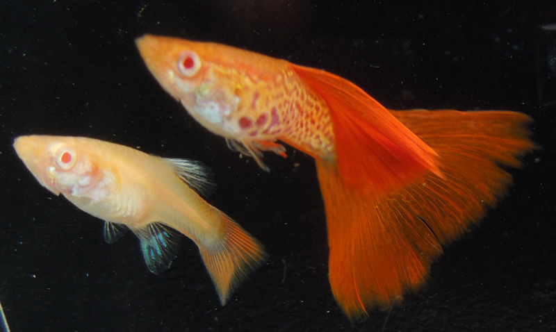 1 ADULT PAIR of RREA Snakeskin Guppies with FREE SHIPPING