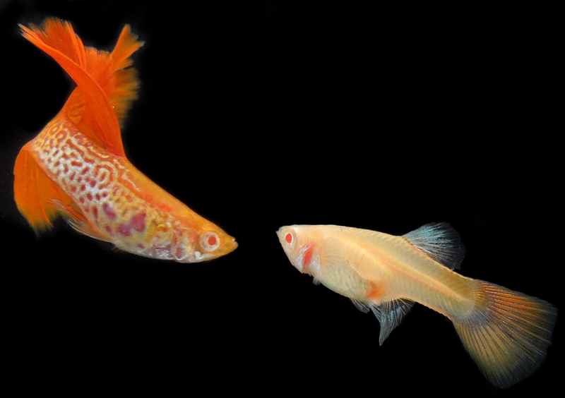 1 ADULT PAIR of RREA Snakeskin Guppies with FREE SHIPPING
