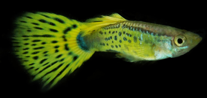 Yellow Cobra Guppies with FREE SHIPPING