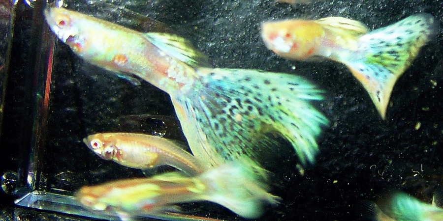 1 YOUNG PAIR RREA Rainbow Delta Mosaic Guppies + 3 FRY with FREE SHIPPING