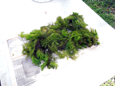 Bunch of (1) NAJA Grass, (1) Hornwort and (1) Clump of SAGITTARIA