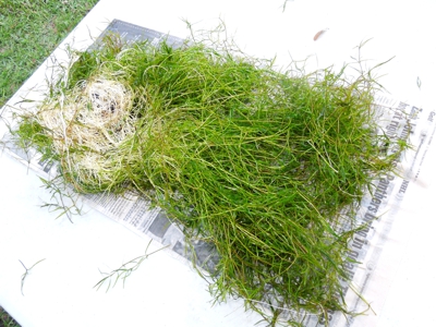 Bunch of (1) NAJA Grass, (1) Hornwort and (1) Clump of SAGITTARIA