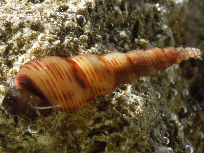 Malaysian Trumpet Snail crawling on a rock